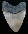 Quality Olive Colored Megalodon Tooth #11879-2